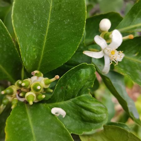 Profumo Di Zagara Acireale 빌라 외부 사진